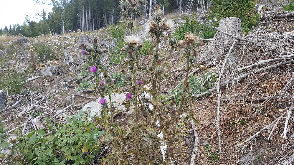 Vegtistel, cirsium vulgære. Enorme mengder på snaufeltet mellom Gutua og Ånrudhaugen