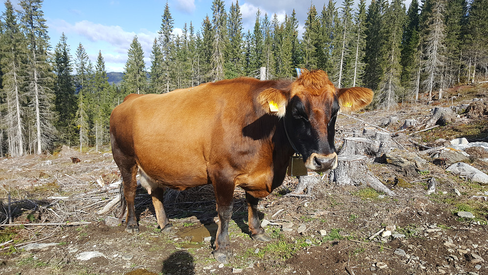 Dølaku fra Tøftumsbakken i Iversliskogen, gikk ca.30 stykker der.