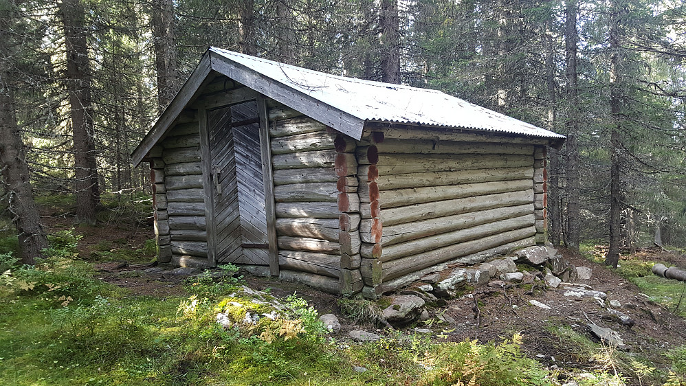 Skogskoia i Iversliskogen