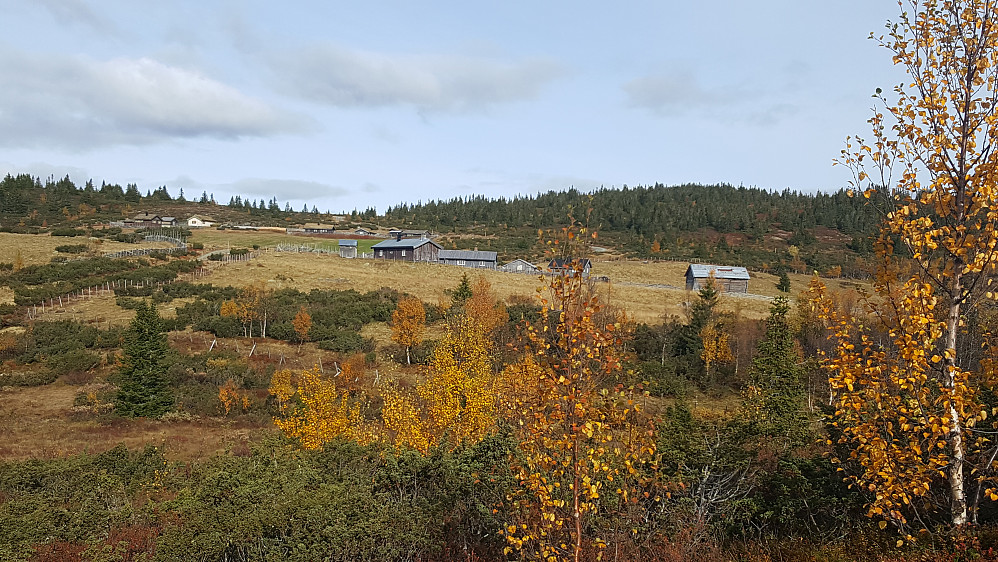 Nysetra