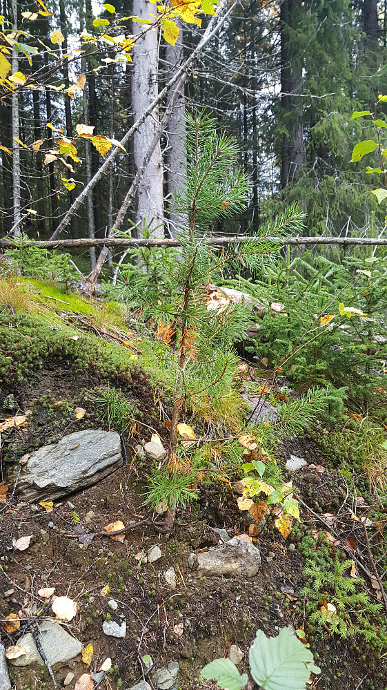Ei lita furu, en sjeldenhet ved Nygaardsvegen