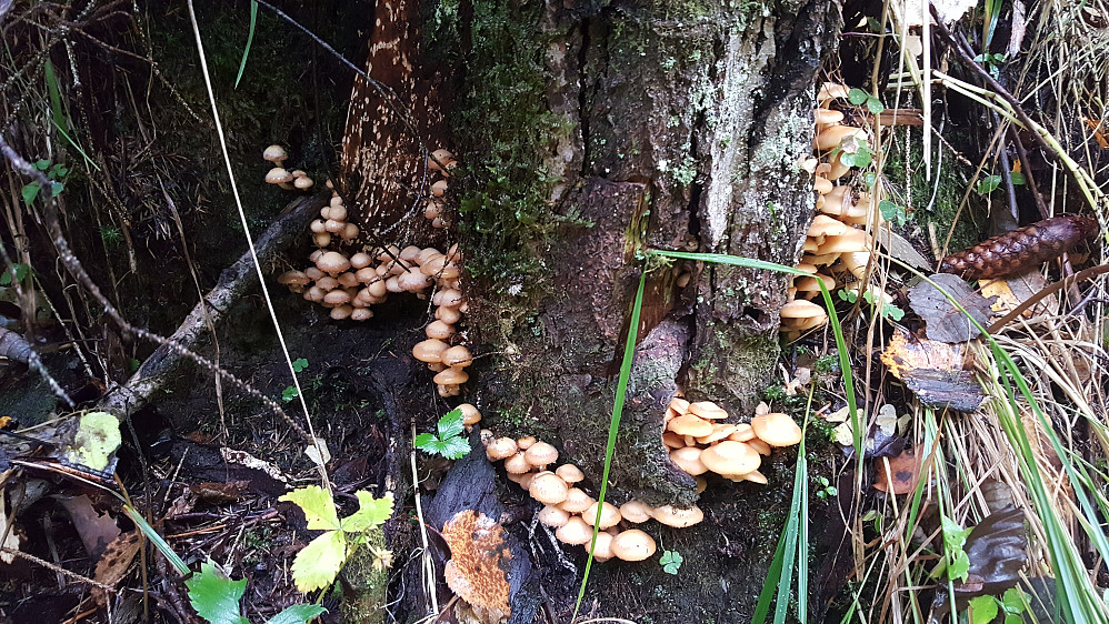 Stubbeskjellsopp i Styggholsdalen