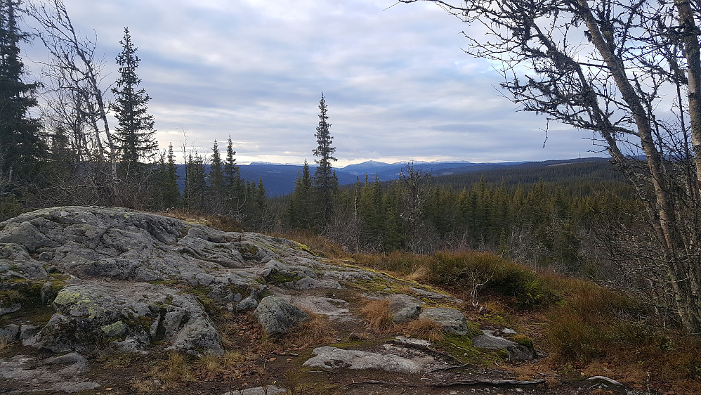Vardkampen