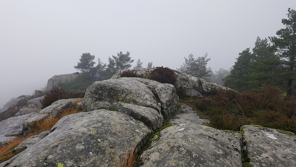 Ørnanuten