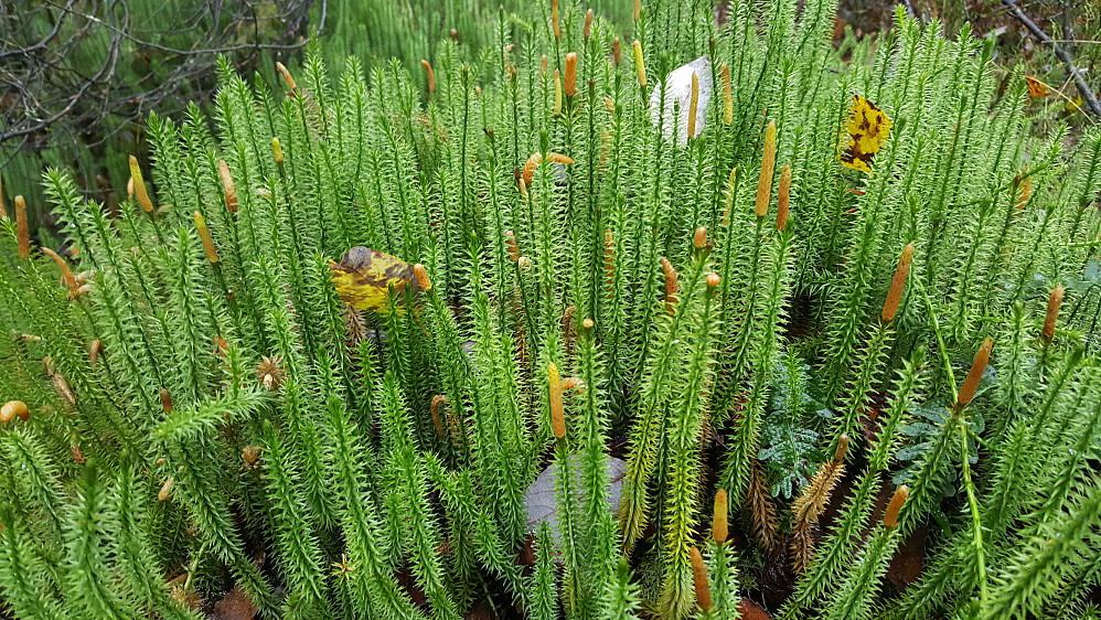 Stri kråkefot, Lycopodium annotinum