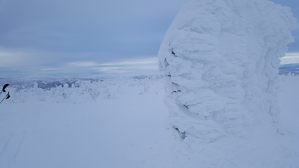 Bjørga