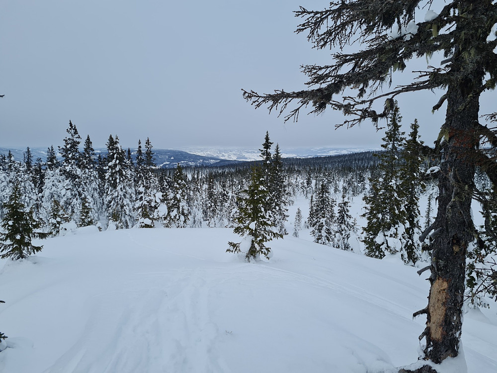 Rindåsen trigpunkt
