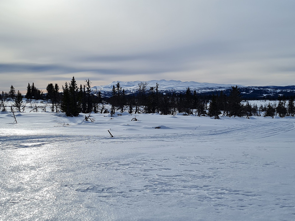 På Værskei, mot Synnfjellet