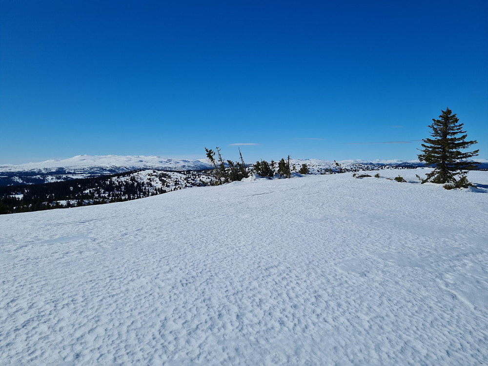 På Gaustumseterfjellet nord 1003 moh