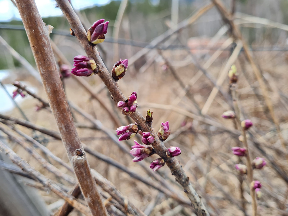 Snart blomstrer tysbasten ved Djupåbrua