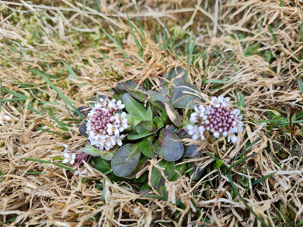 Vårpengeurt i Ulsrud