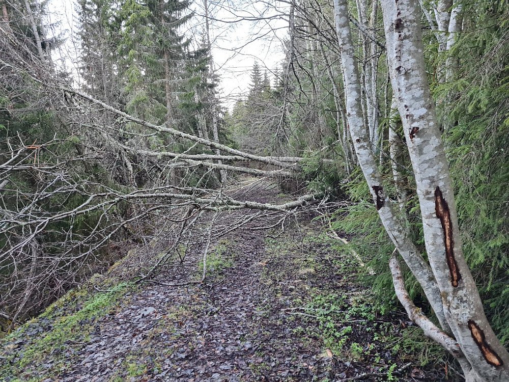 Mange hindringer etter en hard vinter