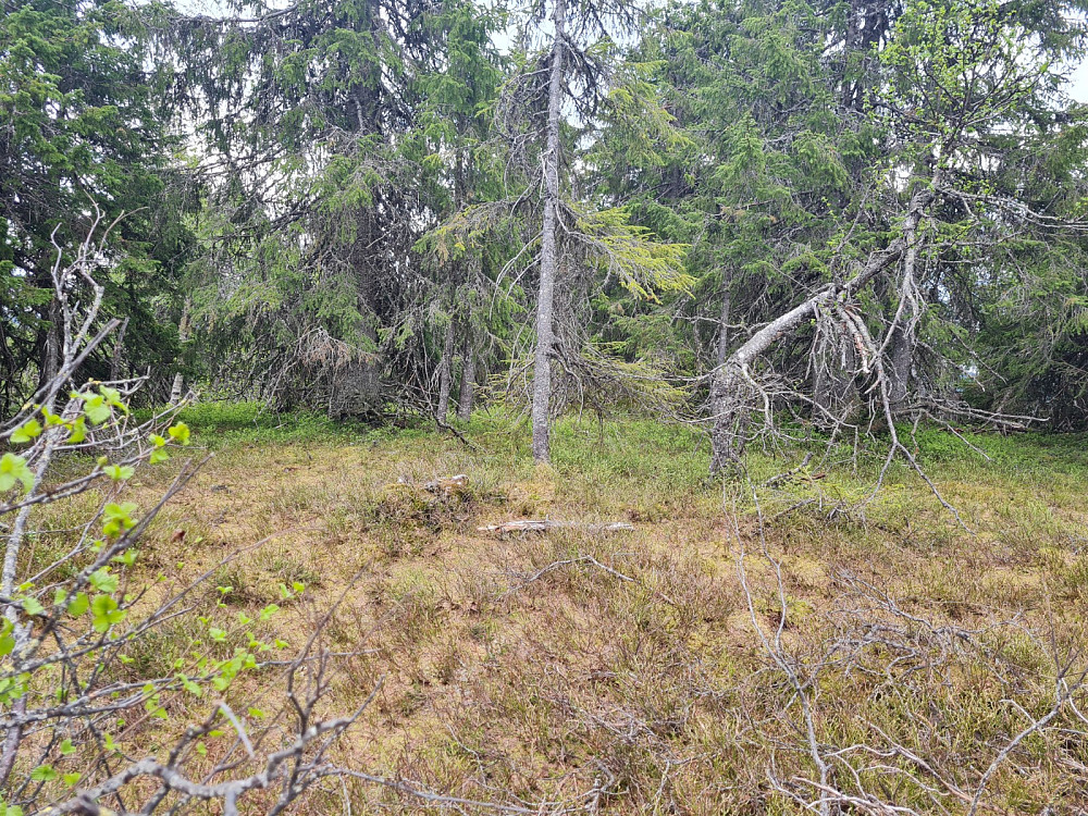 På Vestre Veslehaugen