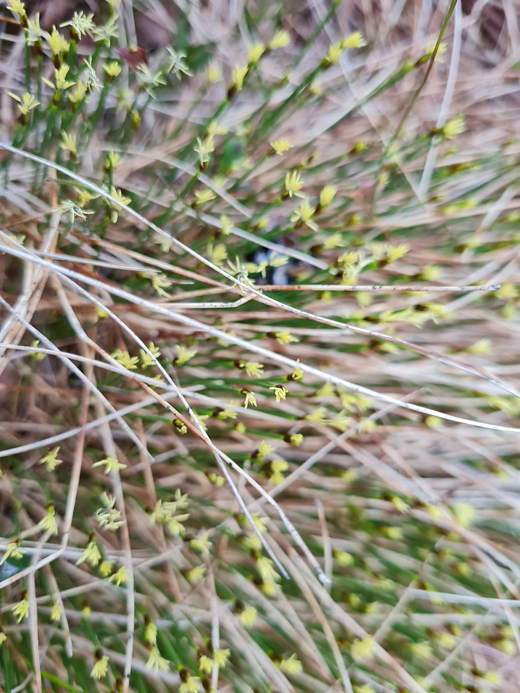 Bjønnskjegg, Scirpus caespitosus, 10-15 cm høy, dekket store områder på myrene