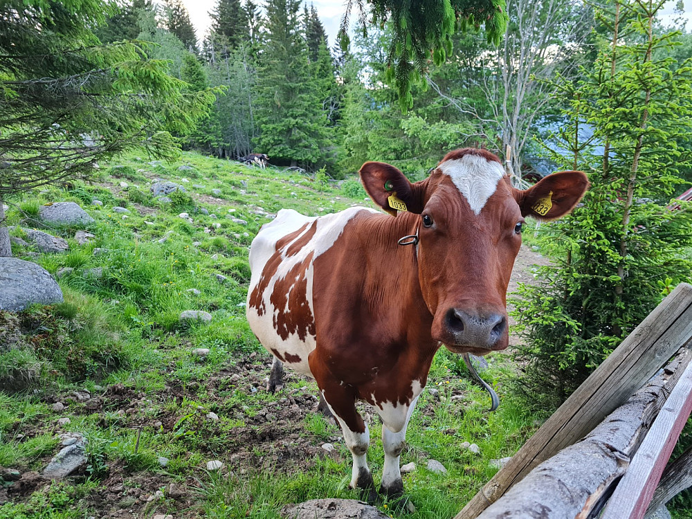 Ku 1033 på nattbeitet på Nygaard