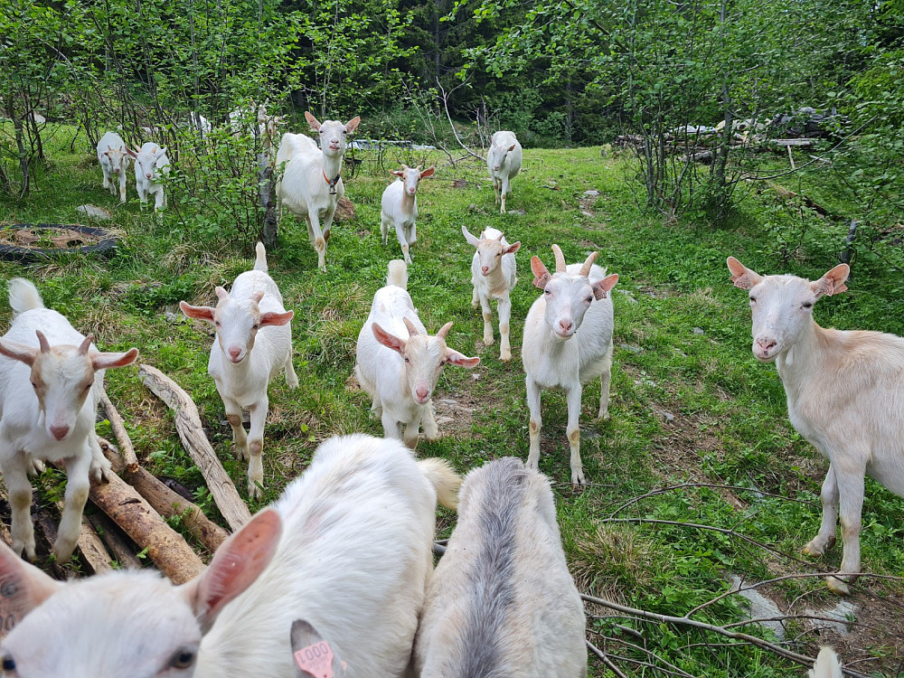 Nygaardsvegeiter i Nygaardsskogen