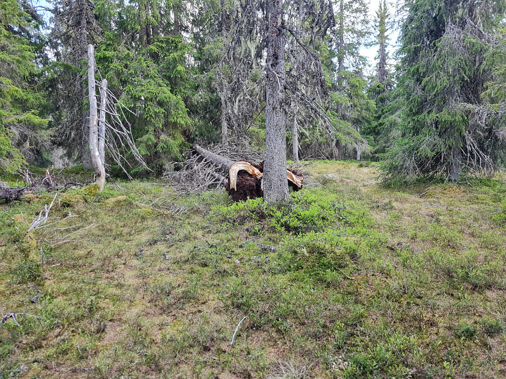 Storseterhøgda