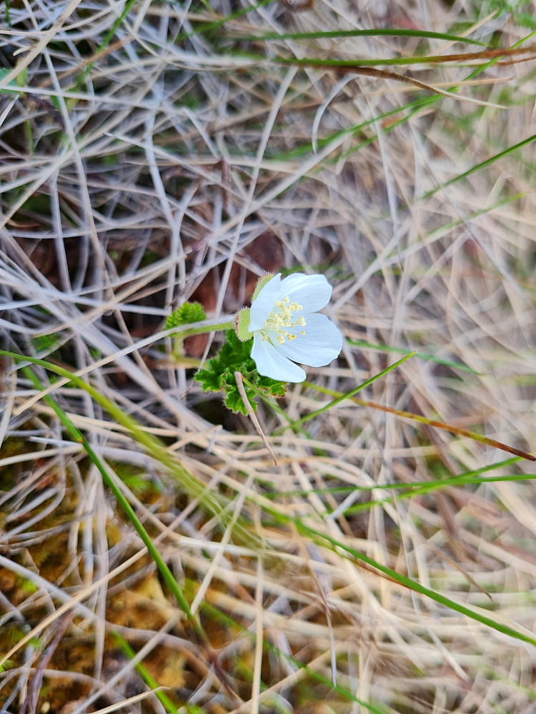 Eneste molteblomst jeg så på turen