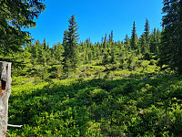 repelo_20210612_60c4e0890fba3.jpg