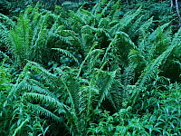 repelo_20210619_60ce5e6c697c6.jpg