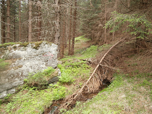 Enkelte sletne raude piler gjennom skogen.