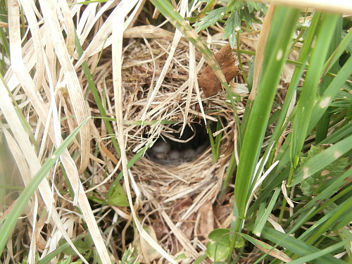 Lauvsangerreir med 7 egg som eg fant i ein skråning i skogen på veg ned mellom Håset og Li.