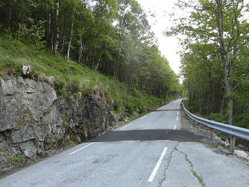 Frå vardafjellet gjekk eg ned gjennom bjørkeskogen ned til vegen mot Oltesvik.