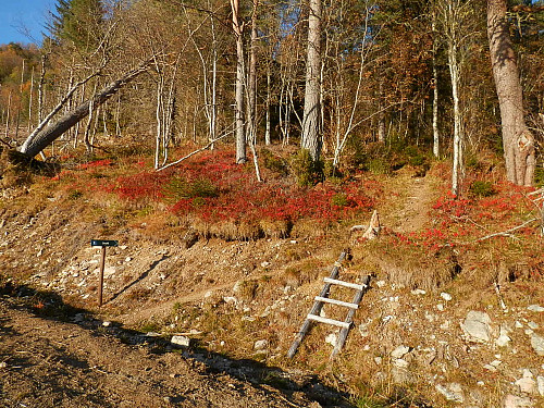 Godt merka sti gjennom skogen.