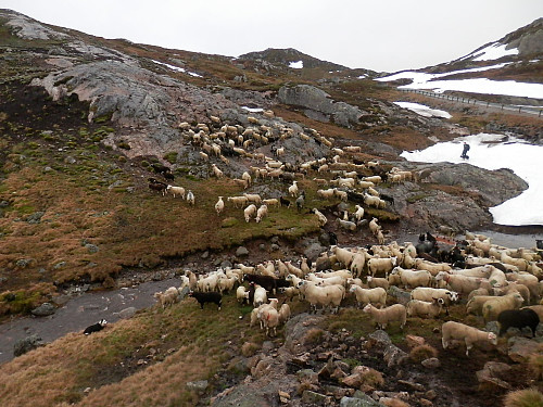 Fyrste bekk skal krysses sør for Håhellervatnet.