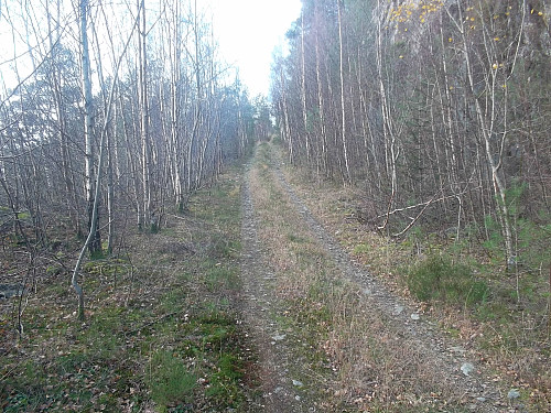 Skogsveg opp frå Eidaneset.