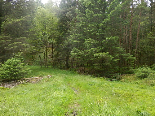 Gjengrodd skogsveg i Slettabrekka på ruta mellom Kodl og Randåsen.