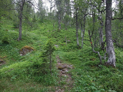 T-sti i skogen sørover opp frå Ljosådalen.