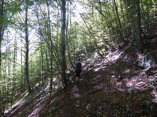Stien ned gjennom bøkeskogen følger turistskiltet mot Colle Gaudolino