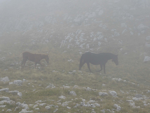 Monte Pollino topplatået med flokker av hester og kveg.