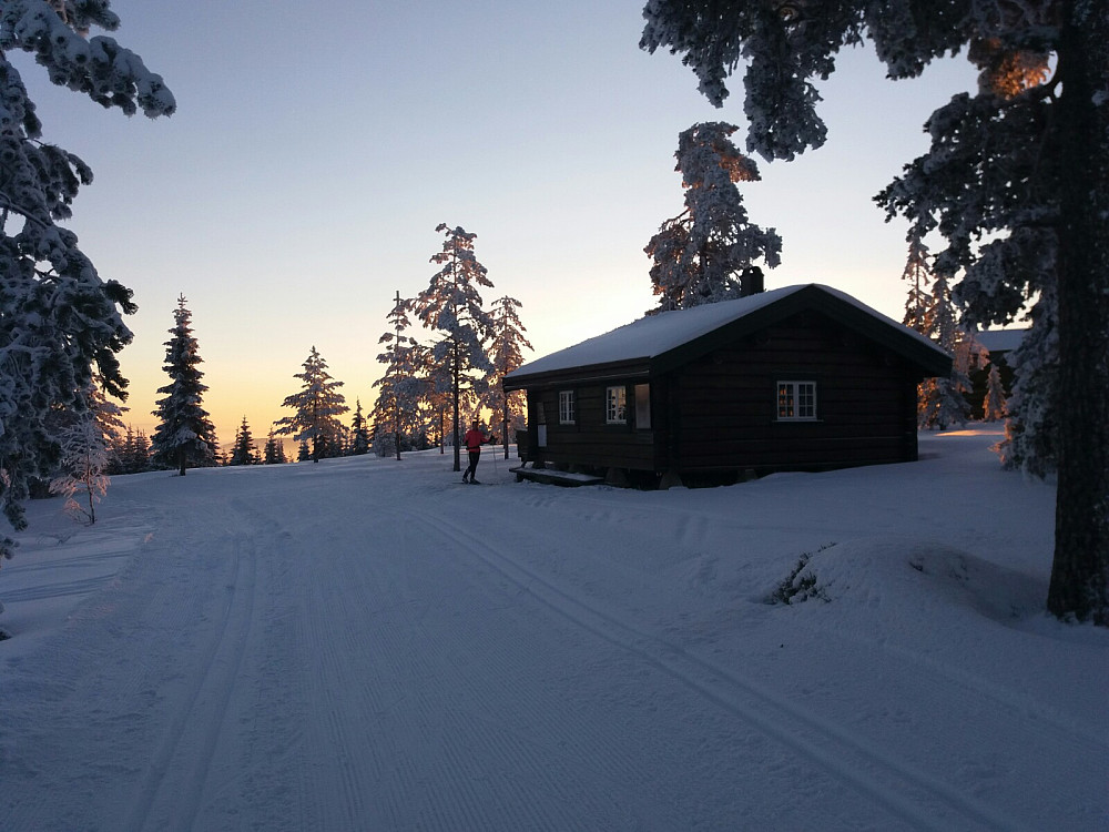 Blåmyrkoia
