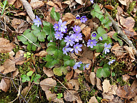 Hansi_20170517_591c467a84c70.jpg
