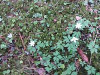 Hansi_20170517_591c467d1f148.jpg