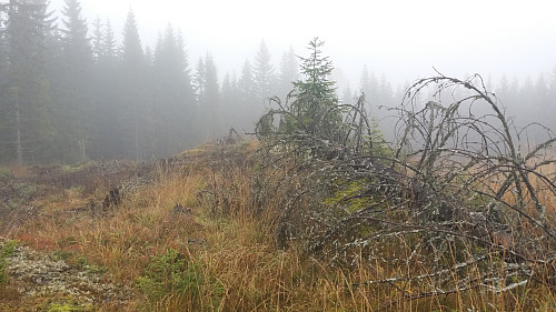 Gjerdrumsberget