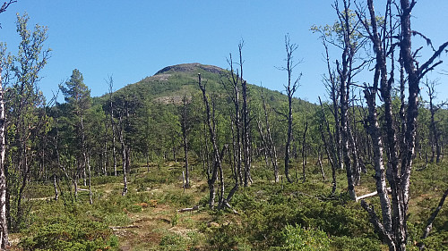 Snubbhøa