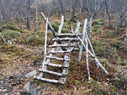 Klyvele av bjørk
