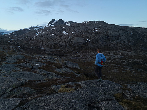 På om lag 280 moh. Fyste glimt av toppen
