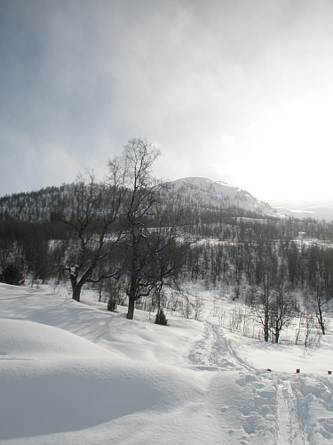 Svarteholte
