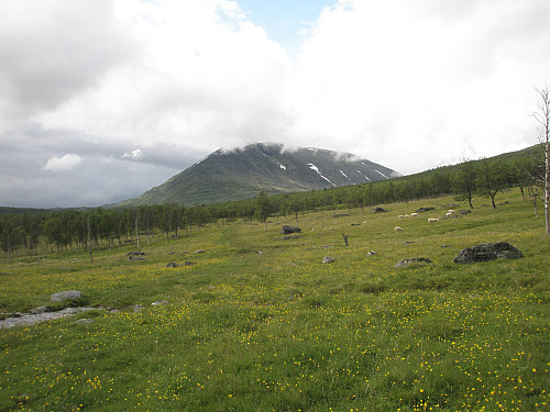 Heidalsmuen