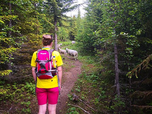 Fint råk i skogen. God likt av båe folk og sau