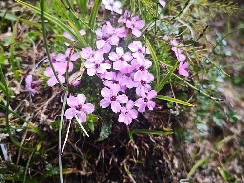 Vakre blomar på fjellet