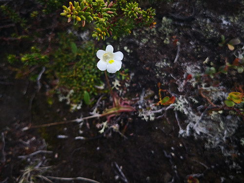 Vakre blomar på fjellet