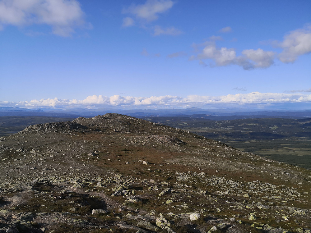 Grønsennknippa nord