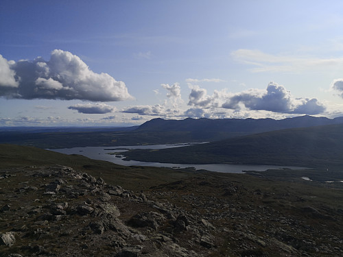 Skogshorn frå Grønsennknippa