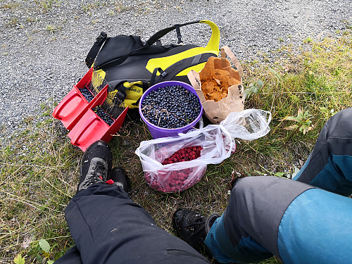 Dagens fangst; 4,6 kilo blåbær, 1,7 kilo kantarell og 1,4 kilo villbring