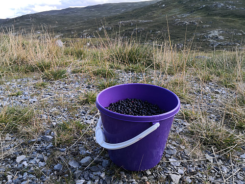 Dagens blåbær